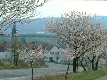 Blühende Mandelbäume